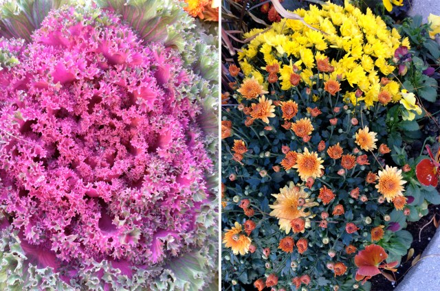 Fall flowers Fall flowers