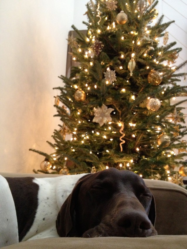 Karl snoozing in front of tree