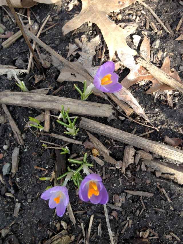 First signs of spring