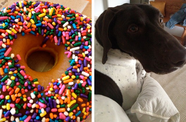 donuts and dogs