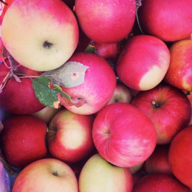 freshly picked apples