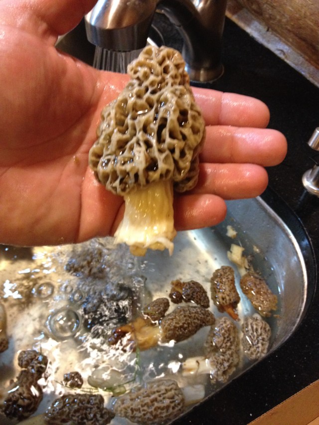 Morel mushrooms