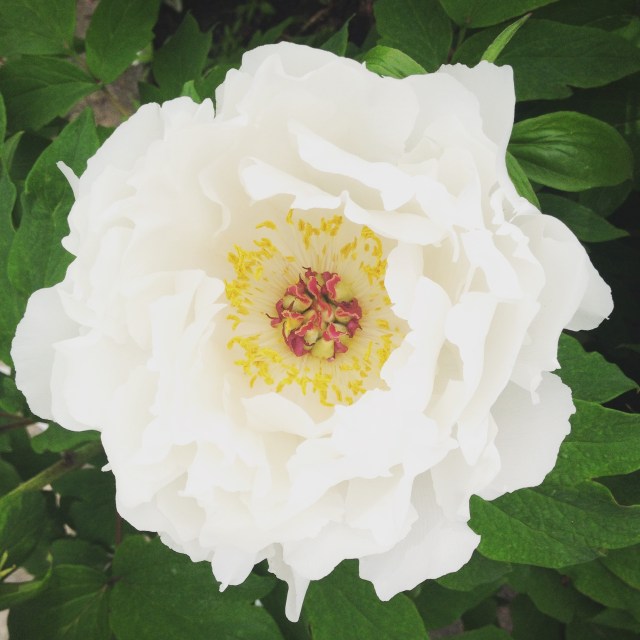 white peony