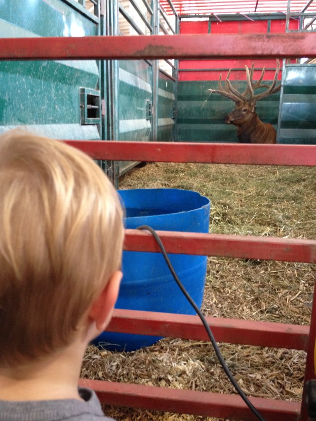 Evie meets Elk