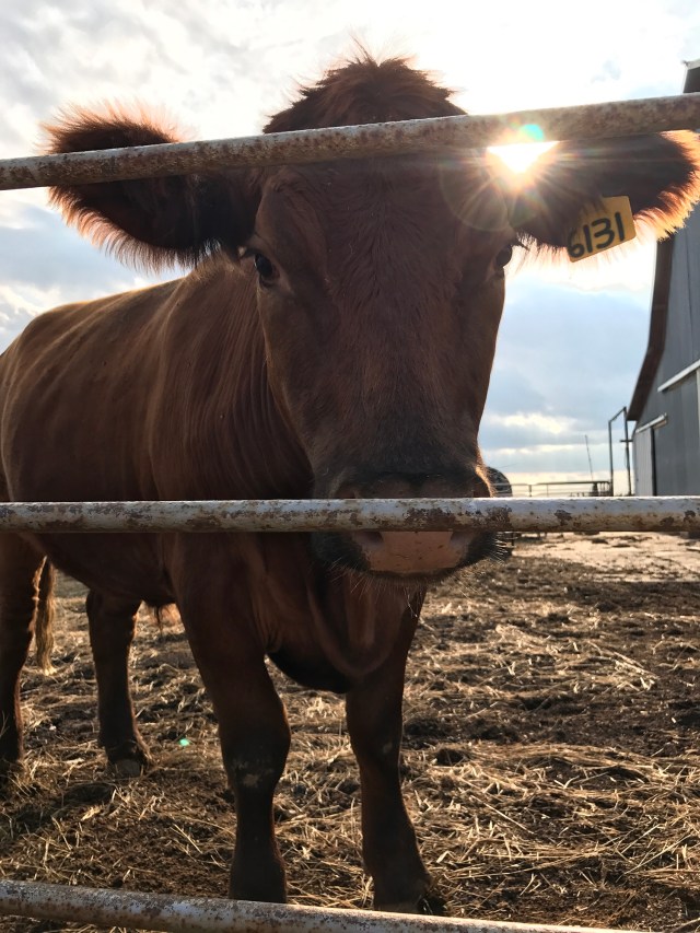 HaasFamilyReuion201727