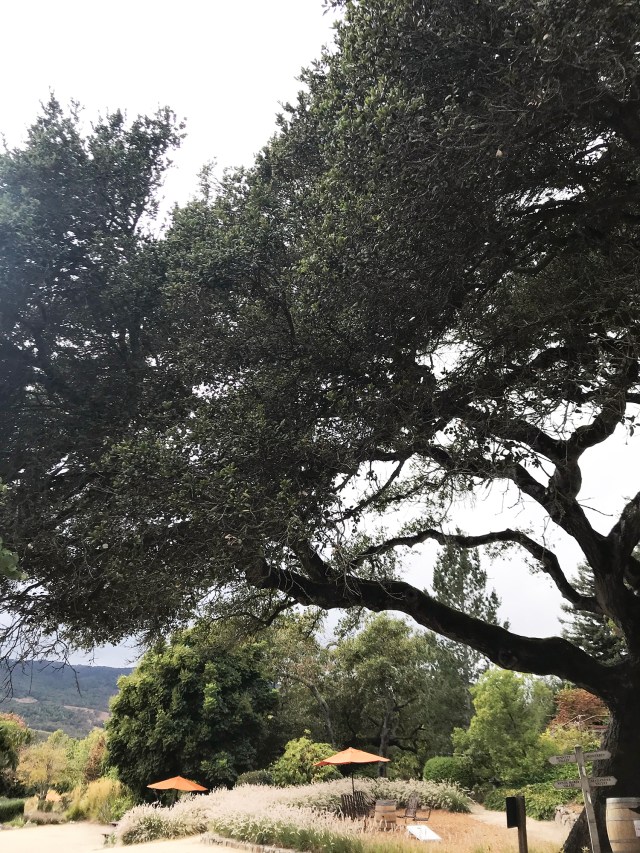 SonomaSanFran_2018_00062